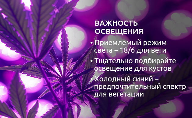 Освещение марихуаны на стадии вегетации Освещение конопли