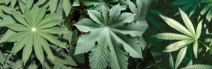 Растения,выглядящие как марихуана Растения, которые выглядят как конопля