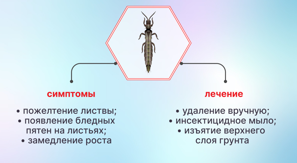 Избавление от трипсов на конопле Трипсы на конопле