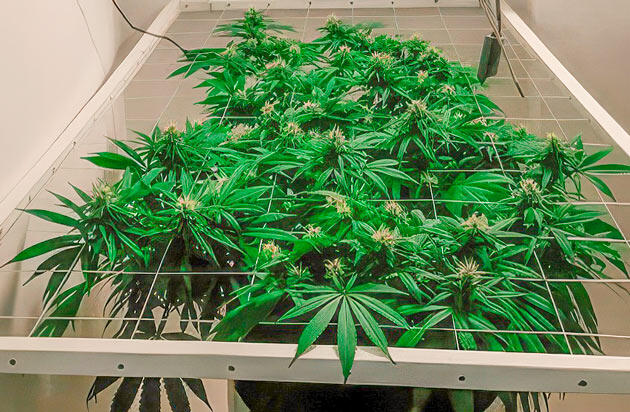 Полив марихуаны и развитие соцветий Куст Glue Sherbet от AlphaFem Seeds на 15-16 неделе