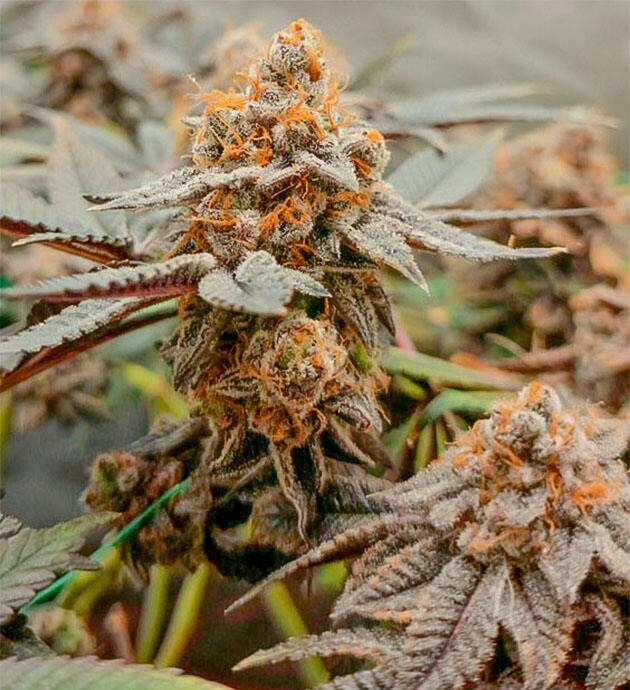 Харвест и сушка урожая Сорт Poddy Mouth на последней неделе выращивания