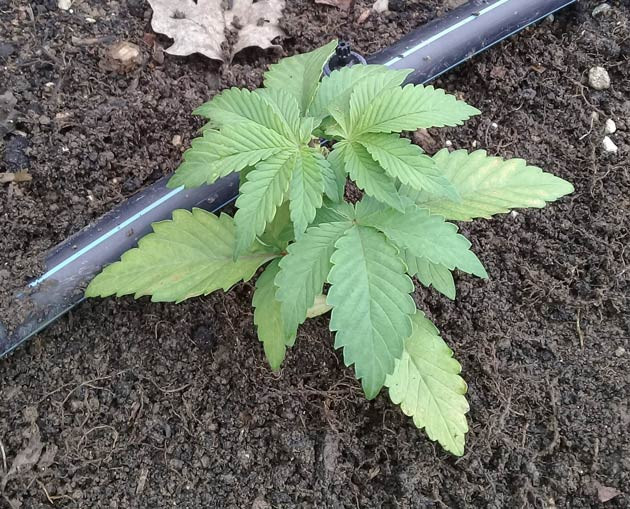 Начало выращивания Куст конопли на 2 неделе