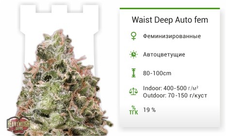 При заказе на 4000 рублей семечко в подарок