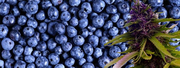 Марихуана с запахом черники Сорта каннабиса с запахом черники