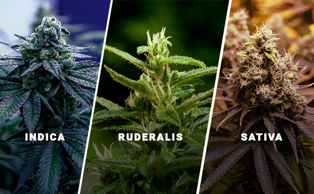 Скрещивание сативы и индики с рудералисом