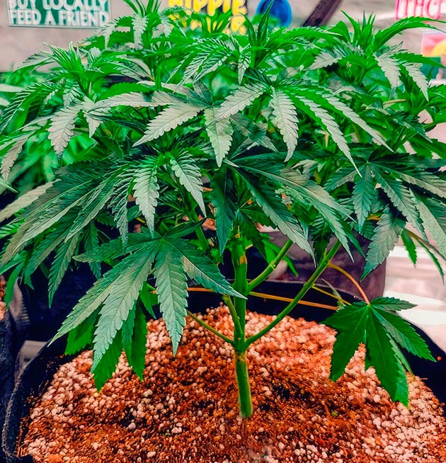 Куст DDoS #33 от Herbies Seeds на стадии вегетации