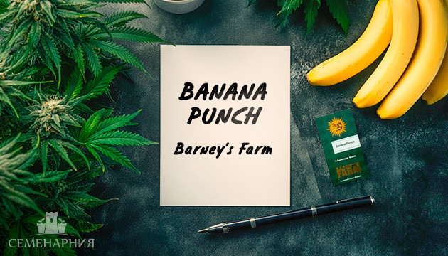Выращивание сорта марихуаны Banana Punch в индоре Гроурепорт сорта Banana Punch