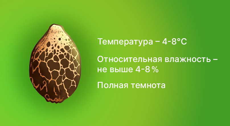 Основные принципы хранения семян конопли Основные требования к хранению