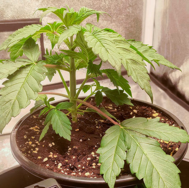 Корректировка температуры в боксе Росток Lemon Tree на 2-3 неделе выращивания