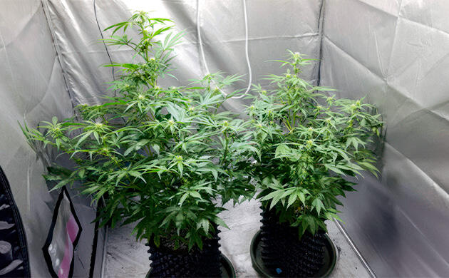 Активный рост марихуаны Кусты Auto White Widow на фазе цветения
