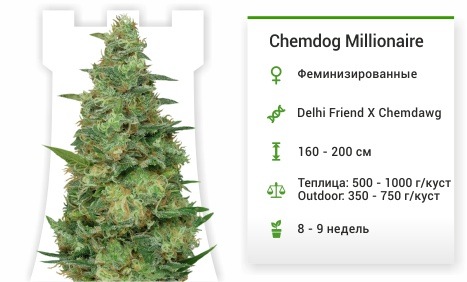 описание сорта Chemdog Millionaire Chemdog Millionaire