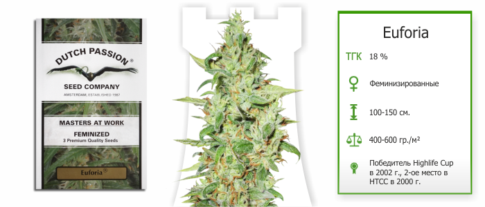 Штамм Euforia