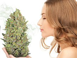 Запах сенсимильи Запах сенсимильи