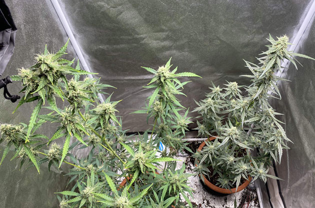 Покрытие соцветий смолой Кусты Banana Purple Punch Auto на 9 неделе выращивания