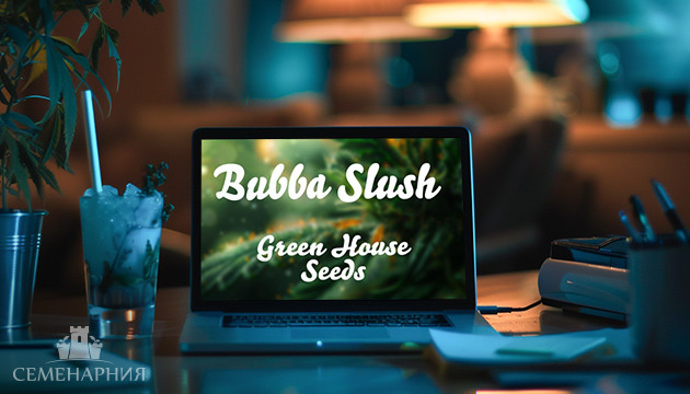 Гроурепорт сорта конопли Bubba Slush от GHS Выращивание сорта Bubba Slush