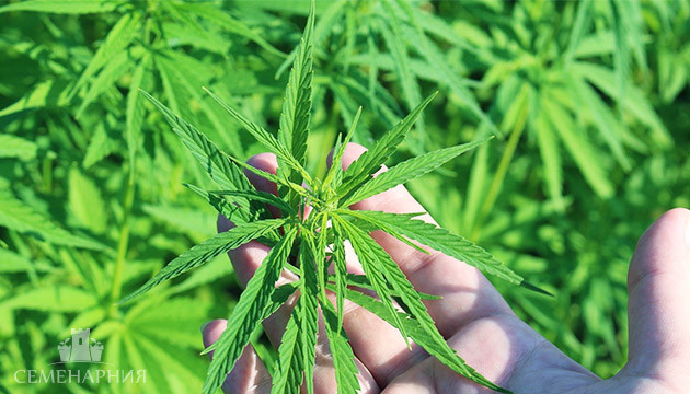 Конопля рудералис Тонкие листья сорной конопли