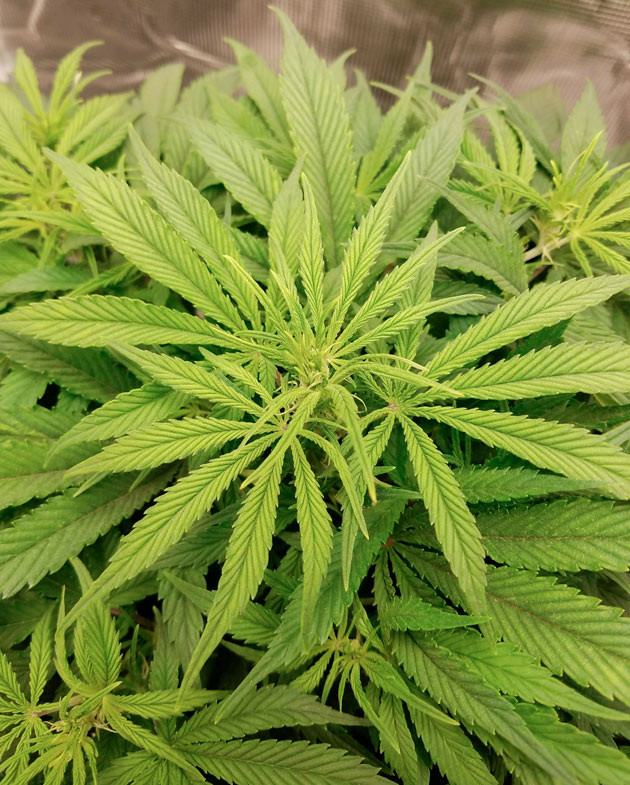 Куст Bruce Banner Auto от FastBuds на 7 неделе