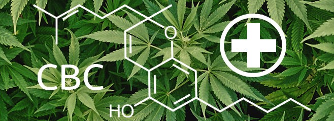 КБХ Лекарственный потенциал КБХ