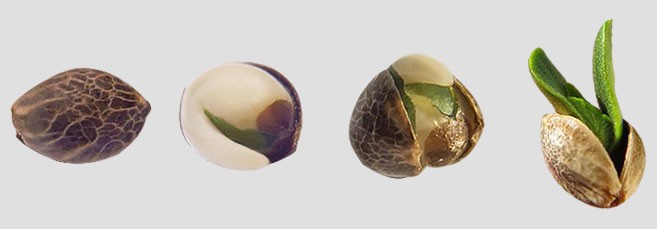 Выращивание и размножение семенами