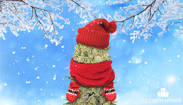 Выращивание марихуаны в прохладном климате Как вырастить коноплю в прохладном климате