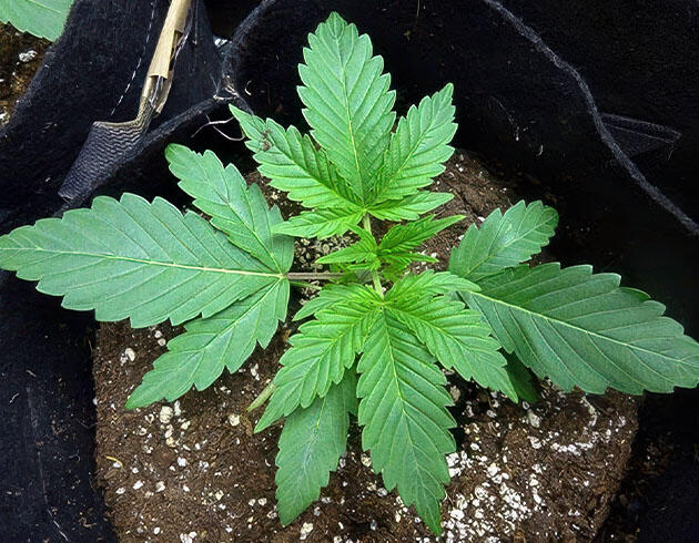 Проведение LST-тренировки 3 неделя растишки Wedding Cake Auto от Barney's Farm