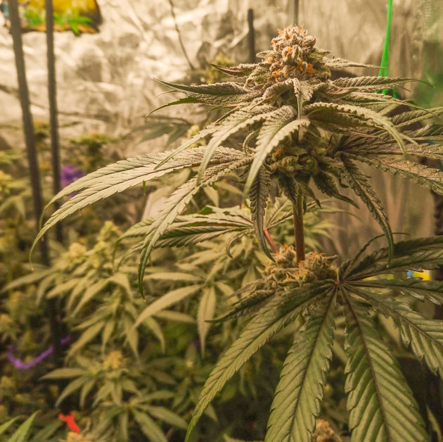 Завершающая фаза цветения и изменения в составе удобрений Куст Banana Punch от Barney's Farm на стадии цветения