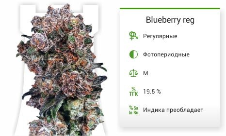 Сорт марихуаны Blueberry reg Blueberry reg от Dutch Passion