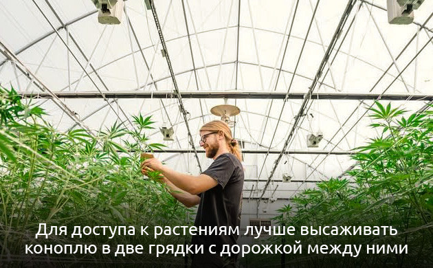 Размеры и расположение теплицы Габариты и размещение теплицы для марихуаны