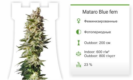Сорт марихуаны Auto White Widow Mataro Blue fem от Kannabia Seeds