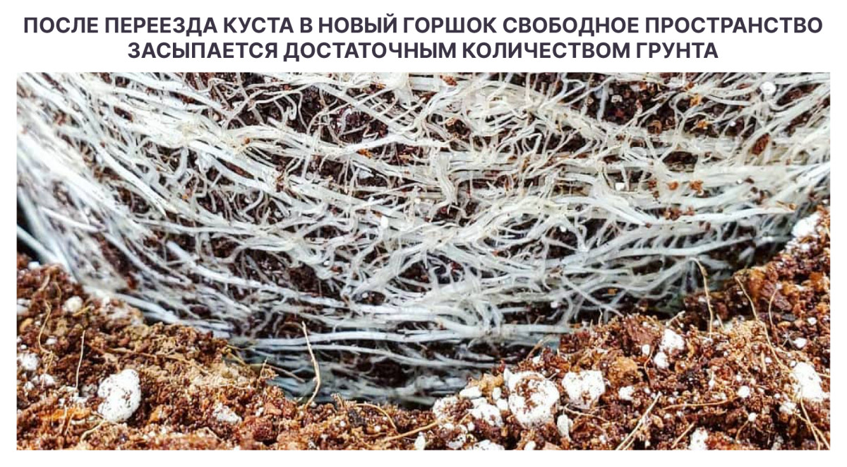 Процесс пересадки конопли Важность правильного укладывания почвы при пересадке