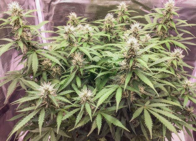 Набор массы соцветий Куст Godzilla Cookies Auto на 9 неделе развития