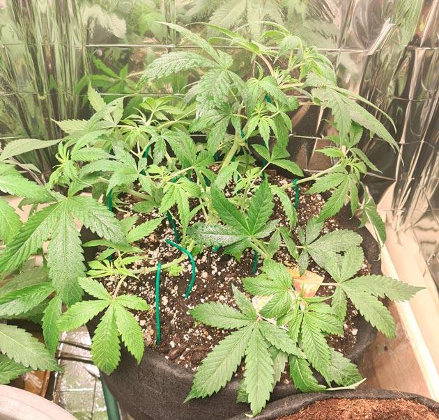 Активный рост и полив марихуаны Куст Auto Orange Bud от Dutch Passion на 6 неделе