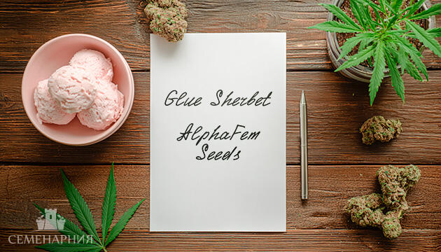 Гроурепорт сорта конопли Glue Sherbet от AlphaFem Seeds Выращивание сорта марихуаны Glue Sherbet от AlphaFem Seeds