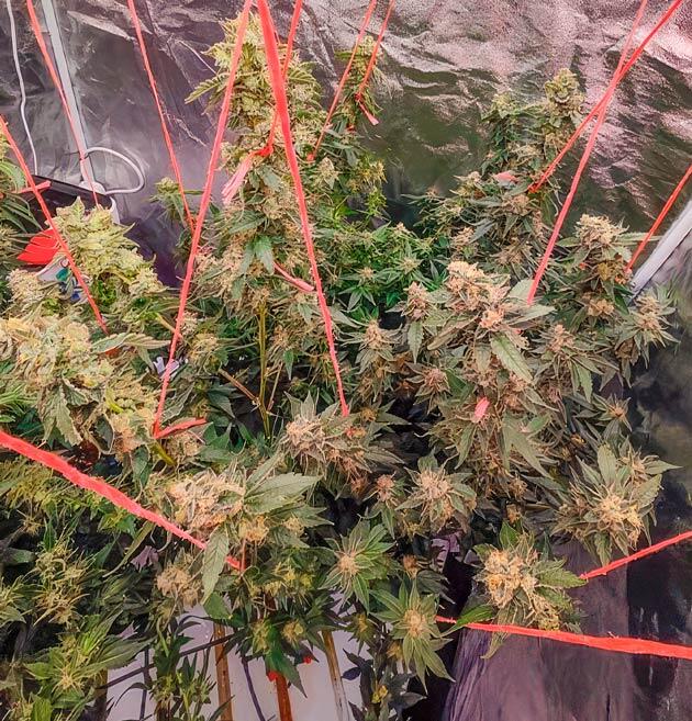 Вертикальная подвязка веток Куст Dozy Doz на 20 неделе развития