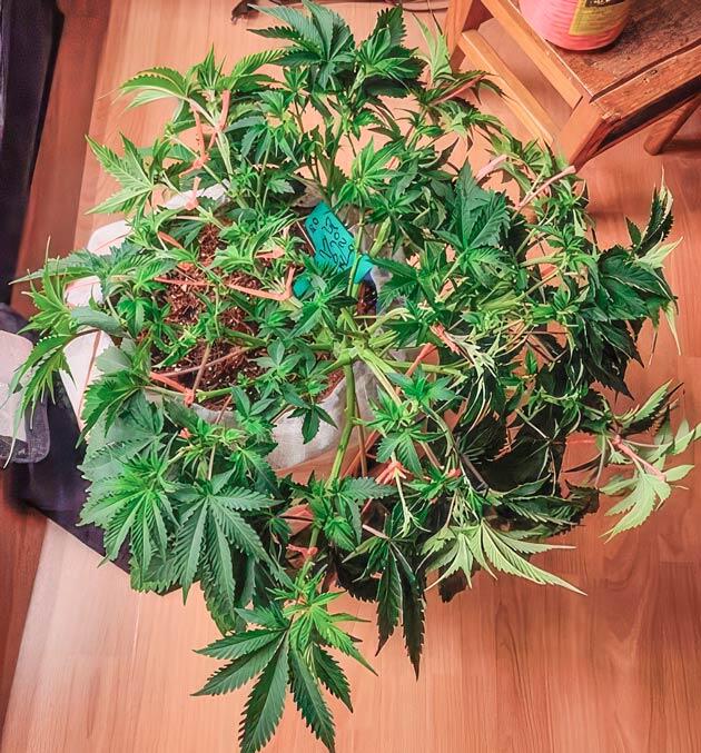 Восстановление после тренировок и состав удобрений Куст Dozy Doz от AlphaFem Seeds на 7-8 неделе