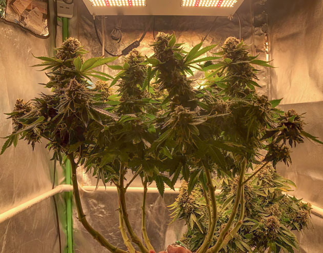 Промывка конопли перед харвестом 17 неделя выращивания