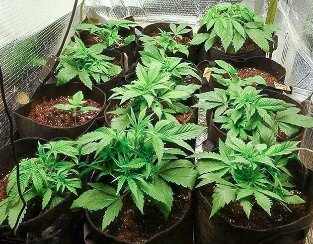 Активный рост конопли Кусты Wedding Cake Auto в активной фазе вегетации