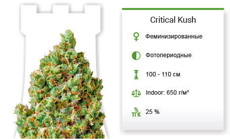 Сорт марихуаны Critical Kush Critical Kush fem от Barney's Farm