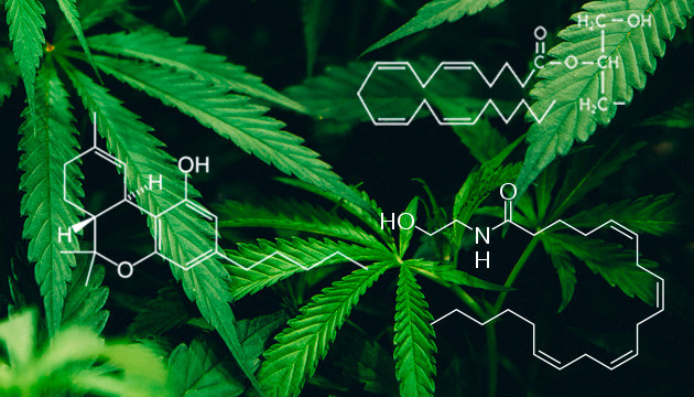 Каннабиноидные рецепторы в организме человека Каннабиноидные рецепторы