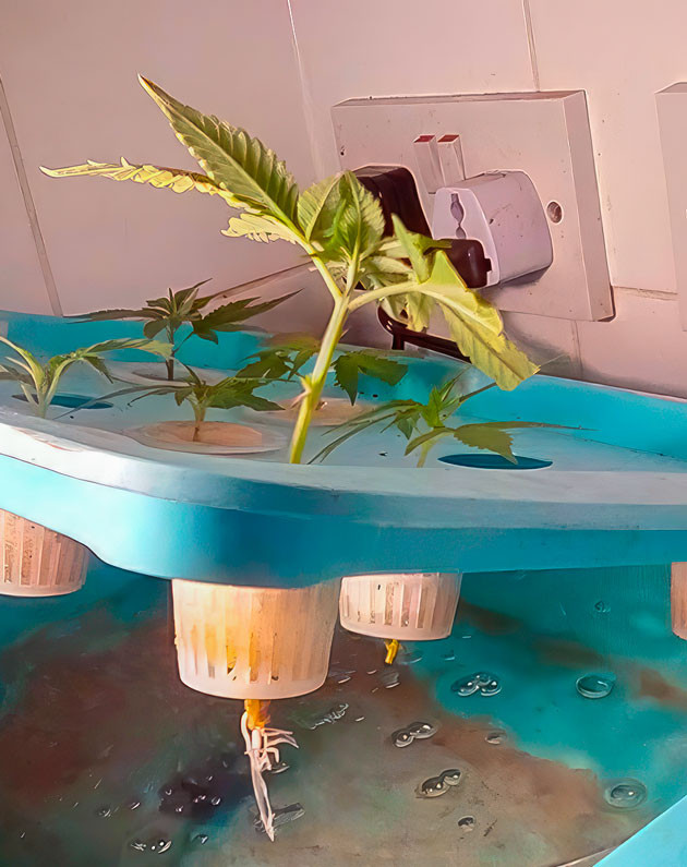 Подготовка и укоренение клонов Растишка Eleven Roses от Delicious Seeds на 1 неделе