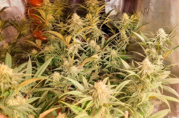 Обильный полив марихуаны Куст Fullgas на 10-11 неделе выращивания