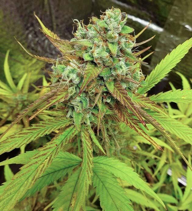 Полив с питательным раствором и переход к промывке конопли Wedding Cake Auto на 6 неделе цветения