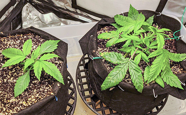 Пятна на листьях конопли 3 неделя выращивания конопли