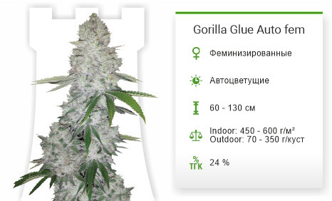 Gorilla Glue Auto от FastBuds