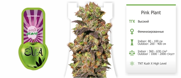 Pink Plant Pink Plant