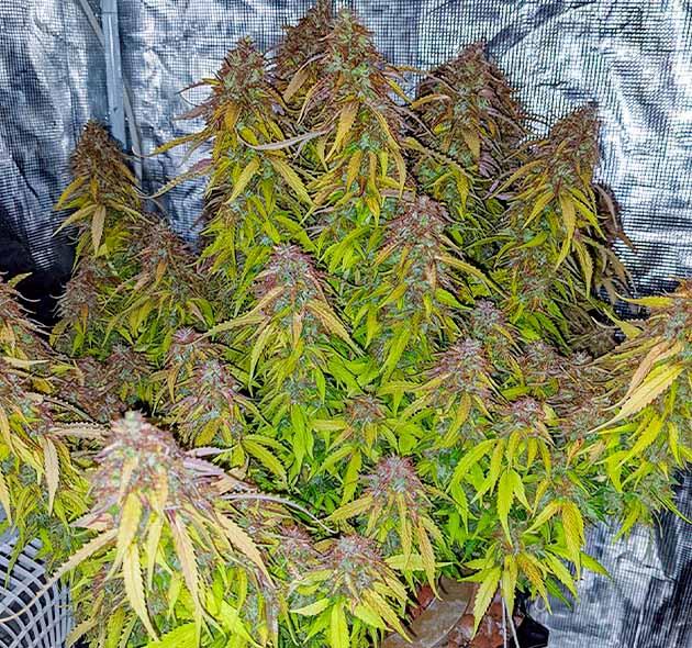 Двое суток темноты и харвест Куст Gorilla Glue Auto от FastBuds на последней неделе