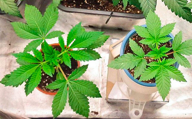 Заминка с пересадкой кустов 1-3 неделя сорта Poddy Mouth