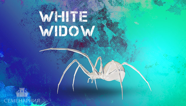 Генетика White Widow Сорт конопли Белая вдова