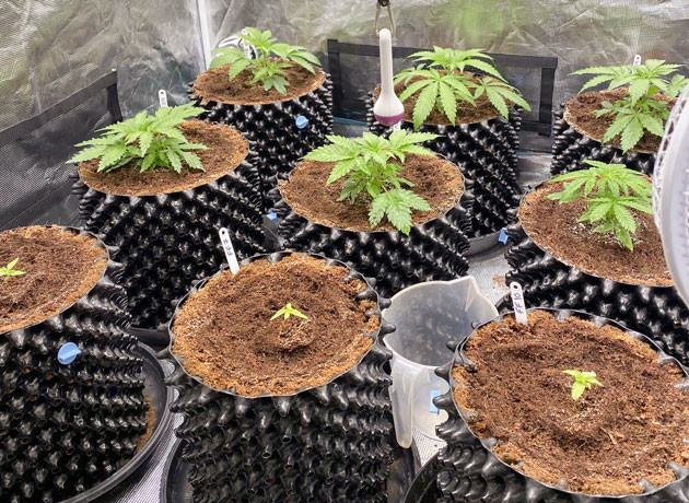 Удобрения, рост растишки и пересадка в горшок Росток Gorilla Glue #4 от сидбанка Original Sensible Seeds