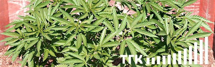 Автоцветущие сорта конопли Создание автоцветов на основе сорной конопли